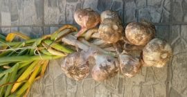 Ich verkaufe Knoblauch für 45 Tausend Stück Knoblauch von