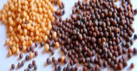 Най-продавани бяла / черна / жълта горчица по-ниска цена