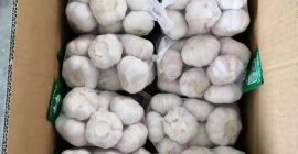 bio frisch galic weiß gralic export 4,5 / 5,0