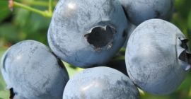 Я буду продавать ягоды черники с нашей собственной органической