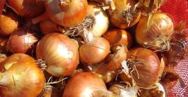 Ceapa de vanzare Calitate excelenta Pret per kg 0,26