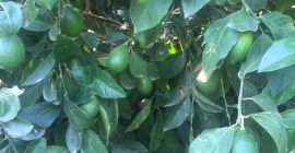 Продавам лимони на едро Отлично качество Цената е без