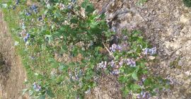 Привет, я должен продать американскую чернику, blucrop, blugold, спартанские