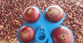 Продается желтый лук по цене 2,10 за кг. и