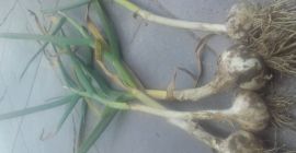 Ich werde Knoblauch Harnas verkaufen, Kopfgröße von 4,5 cm
