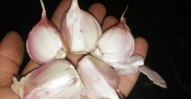 Verkaufen Liubasa Knoblauch 4-5 Tonnen