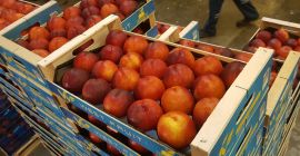 Fia Gogot Fruit firma din Grecia Salonik va ofera