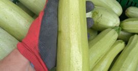 Squash și dovlecei cantități mari