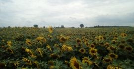 Ich werde Sonnenblumen auf dem Stamm mit 4 ha