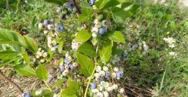 Am de vânzare fructe dulci și proaspete de afine