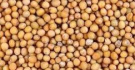 MUSTARD Product Type: Single Herbs & Spices Style: Fresh