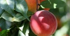 Voi vinde fructe proaspete și coapte de soiurile de