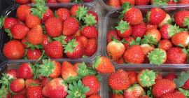 Fresh strawberry, sweet, Polish, san andreas, punet 500g.