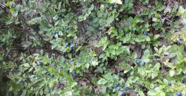 Hallo, ich verkaufe bergverschmutzte Beeren