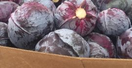 I will sell quantities of white cabbage and red