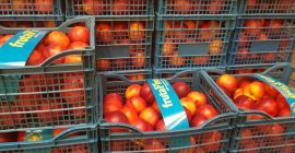 Fia Gogot Fruit va ofera nectarina si piersica proaspete