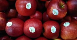 red jonaprince