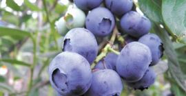 Я ПРОДАЮ АМЕРИКАНСКУЮ ФОРМУЛУ ИЗ СОБСТВЕННОЙ КУЛЬТУРАЦИИ