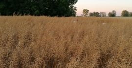 Gorczyca dal 2019 circa 15 tonnellate