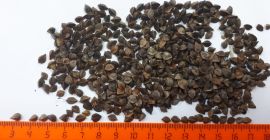 Buckwheat imports, large quantities, pollution up to 3%, moisture