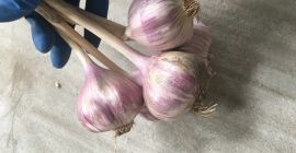 Am usturoi polonez - soiul „Harnaś”.