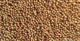 Prodavam coriander in grains Origin of commodity Bulgaria Available
