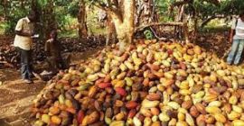Fave di cacao biologiche dall&#39;Africa a prezzi molto convenienti.