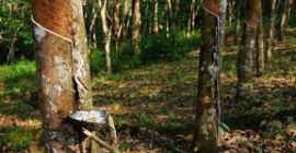 Fiind unul dintre cei mai mari producători de cauciuc