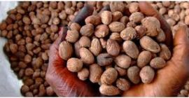 We are currently at the peak of our Shea
