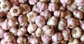 Wir befinden uns derzeit am Höhepunkt unserer Knoblauchernte. Wir