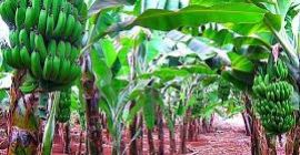 Wir befinden uns derzeit am Höhepunkt unserer Bananenernte. Wir