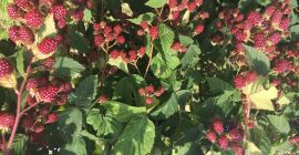 Vând fructe mure Thornfree.Fructe mari