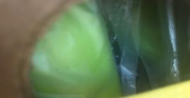 Bananen zum Verkauf - Premium - ganze Container, grün,