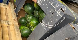 Здравейте, продавам дини, страна на произход Унгария