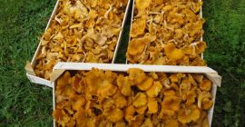 Ich werde einen frischen Pfifferling ab 1000 kg verkaufen