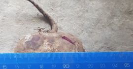 Beetroot from Belarus, from 20t, excellent quality, also in