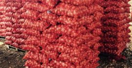 Cabbage, Beetroot, Arch from Belarus, from 20t, excellent quality,