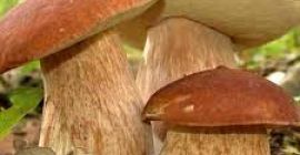 Dried boletus, 10 kg