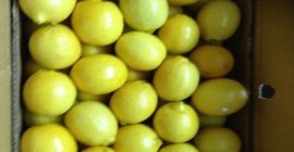 Свежий лимон для продажи WhatsApp +1 804 742 2957