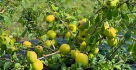 Suntem fermieri din Letonia cu experiență de peste 20