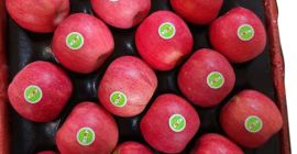 Apple Fuji Red Red de calitate superioară Disponibil pentru