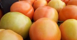 we are happy to offer fresh tomatoes (cherry, plum,