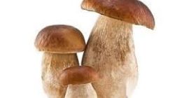 Dried boletus cuttings Contact us directly through our email:
