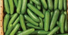 Спецификације свежег краставца из САД-а СТАГЕ 1 СГС сертификат