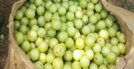 Termék neve: Megbízható áron IQF bogyós termék Fagyasztott friss