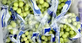 Fresh grapes without seeds for sale.Contact us via Whatsapp