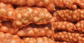 Fresh onion Size 5-7 cm, 7-9 cm and so