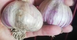 ПОЛЬСКИЙ ГАРЛИК HARNAŚ 2019 Привет. У меня есть в