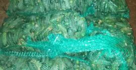 I will sell cucumber, Atomic and Monisia, I also