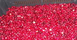 Я должен предложить чистую, органическую дикую болотную клюкву. Белорусского